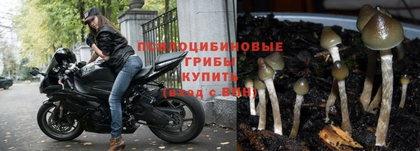 гидра Белокуриха